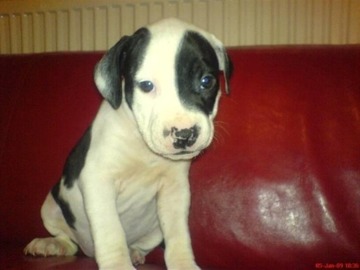 Amerikansk staffordshire terrier Calli RIP - 5 uger gammel billede 3