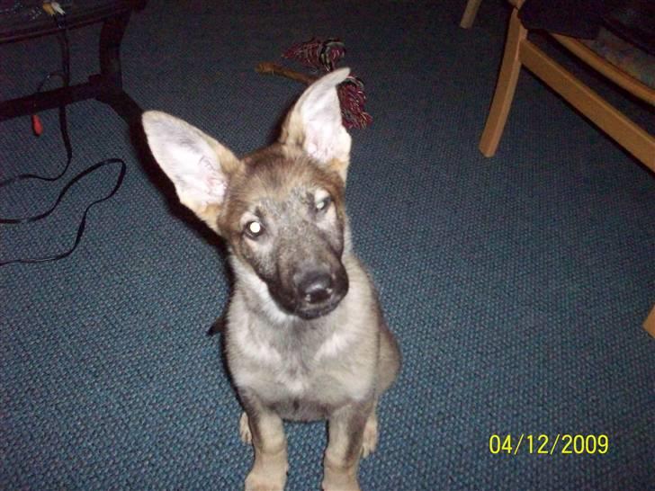 Schæferhund Dina billede 2