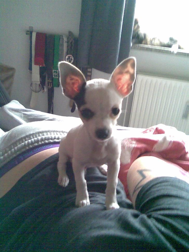 Chihuahua Lucas billede 17