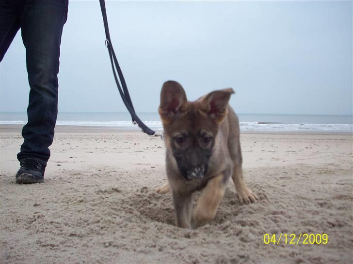 Schæferhund Dina billede 3