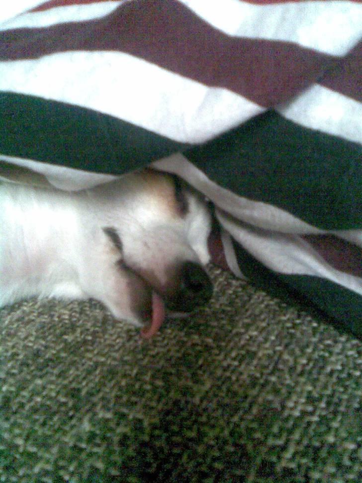 Chihuahua Lucas billede 19
