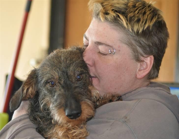 Gravhund Kong Albert  billede 1