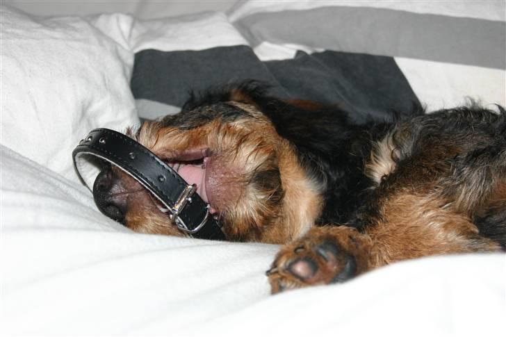 Gravhund Kong Albert  billede 2