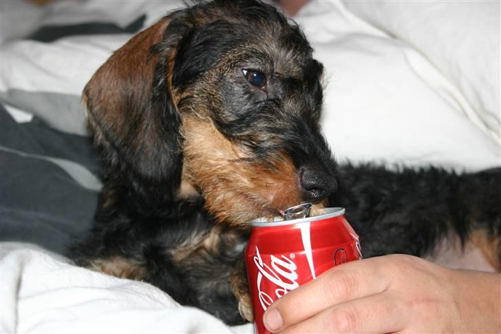 Gravhund Kong Albert  billede 3