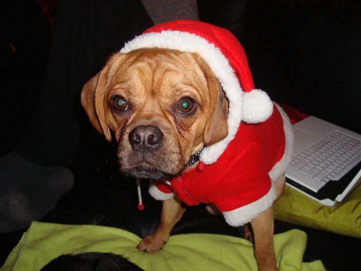 Blanding af racer Louis - Glædelig jul! fra min lille julebebs :D billede 9