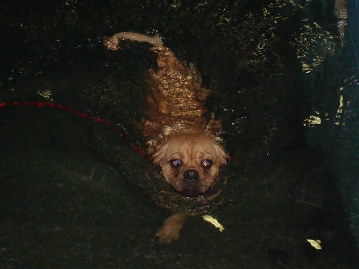 Blanding af racer Louis - Jeg elsker bare at være ude og svømme :) billede 10