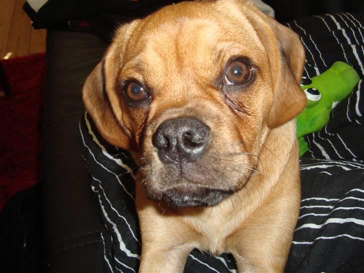 Blanding af racer Louis - Er jeg ikke lækker? billede 13