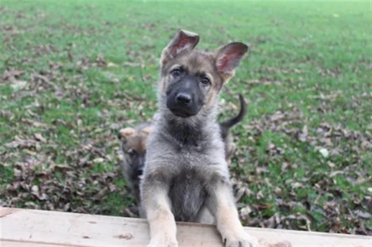 Schæferhund Dina billede 4