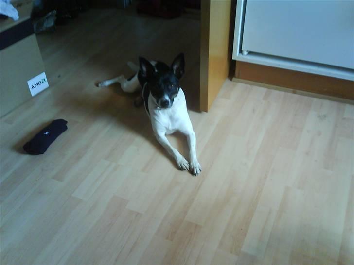 Dansk svensk gaardhund Futte billede 13