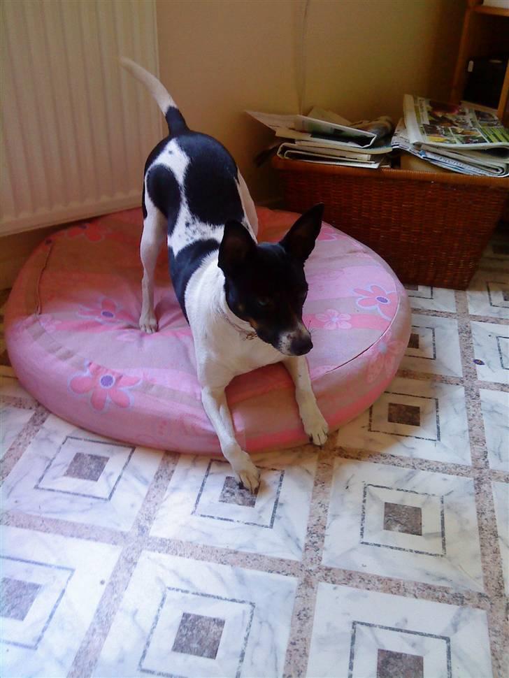 Dansk svensk gaardhund Futte billede 14