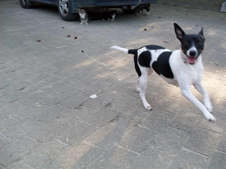 Dansk svensk gaardhund Futte billede 15