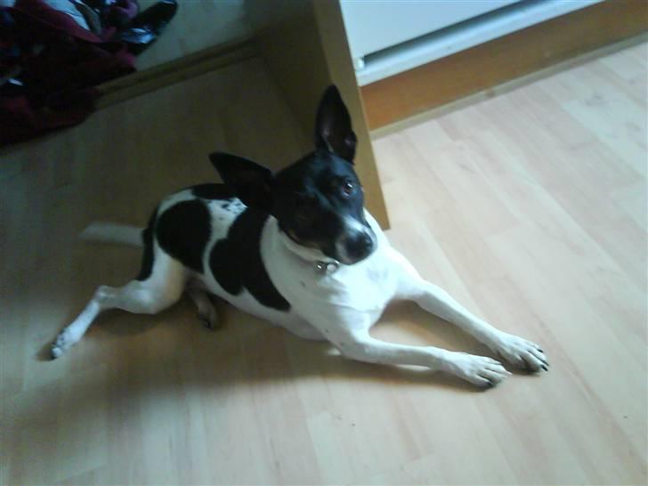 Dansk svensk gaardhund Futte billede 16