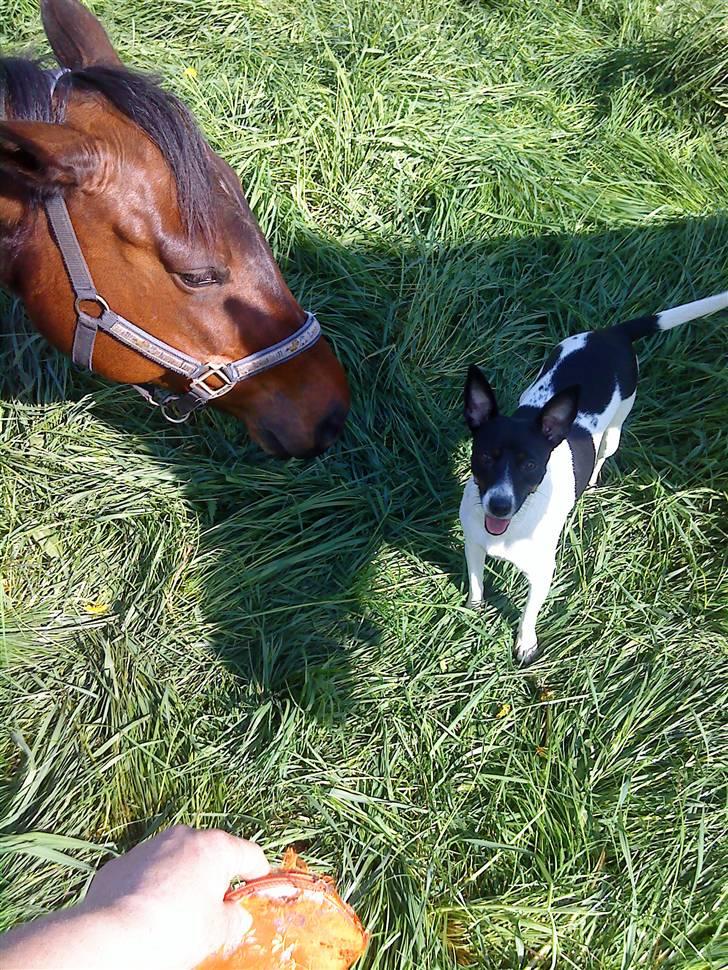 Dansk svensk gaardhund Futte billede 17