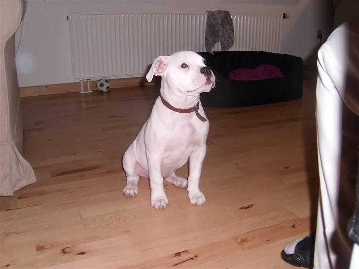 Blanding af racer Bertha - 12 uger billede 7