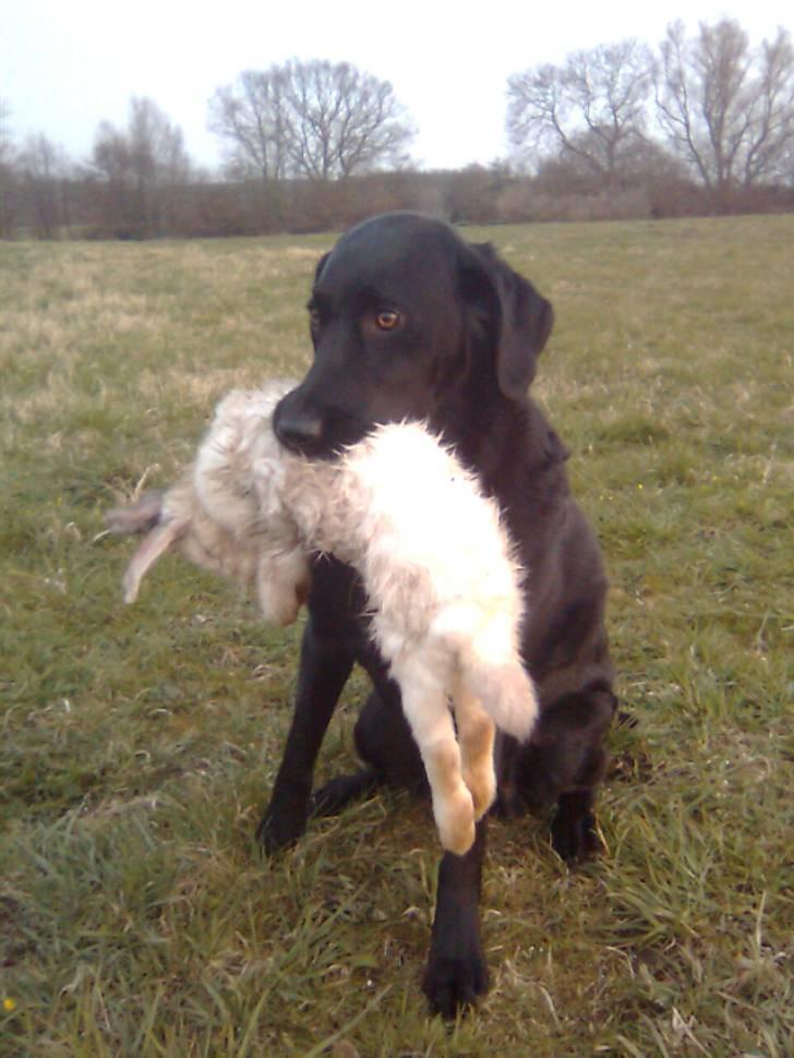 Blanding af racer Balder Himmelhund - Balder med kanin billede 19