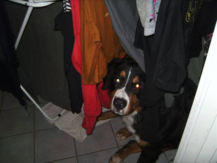 Berner sennenhund Eya billede 10