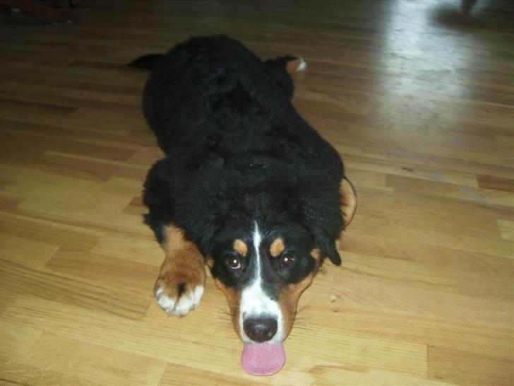 Berner sennenhund Eya billede 11