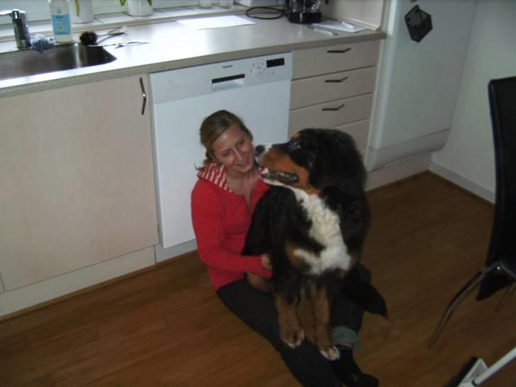 Berner sennenhund Eya billede 12