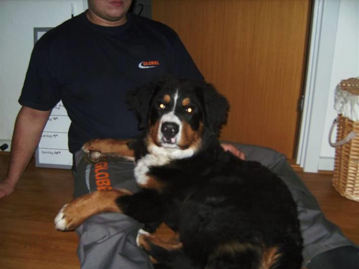 Berner sennenhund Eya billede 13