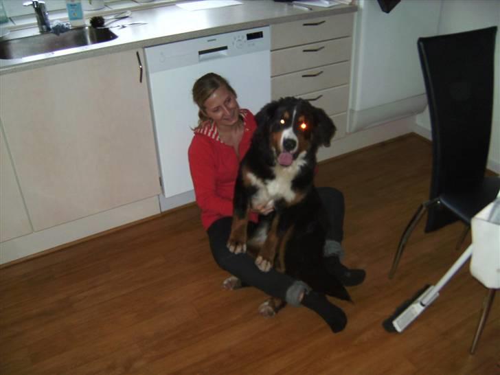 Berner sennenhund Eya billede 14