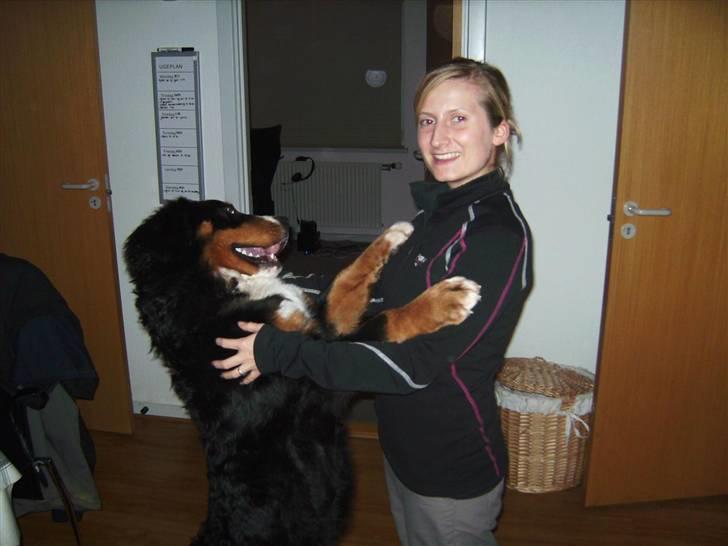 Berner sennenhund Eya billede 15