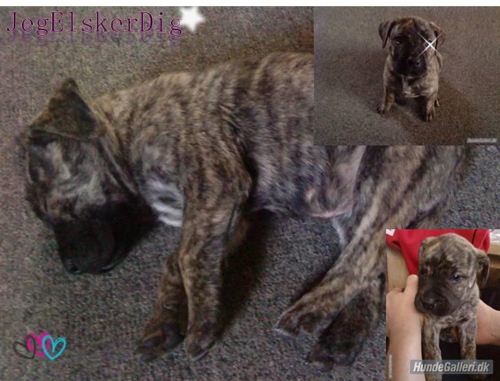 Dogo canario Kenya - Mira har lavet disse flotte bileder af vores smukke Kenya. . Tusind tak :o) billede 14