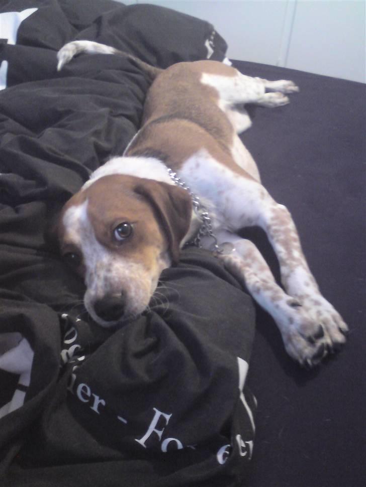 Blanding af racer William - så fik man sig lige sniget op i sengen selv om man jo ikke må :) billede 1