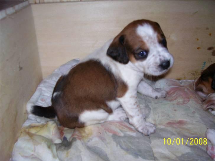 Blanding af racer William - her er William 21 dage gammel :) billede 2