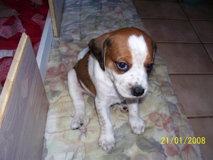 Blanding af racer William billede 3