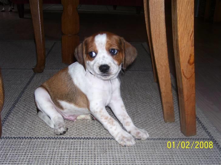 Blanding af racer William billede 4