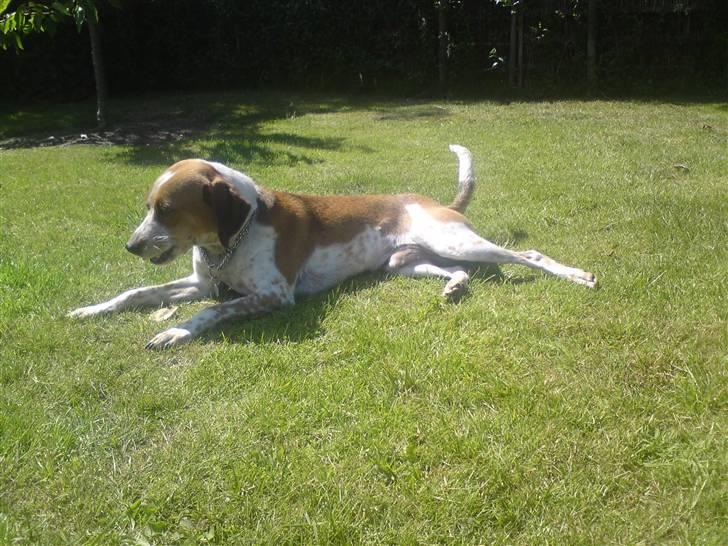 Blanding af racer William billede 5