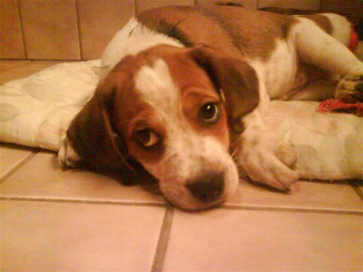 Blanding af racer William billede 6