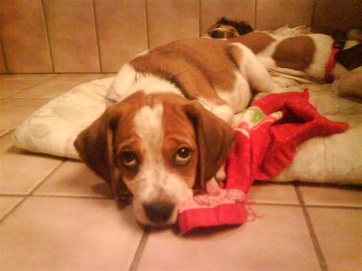 Blanding af racer William billede 7