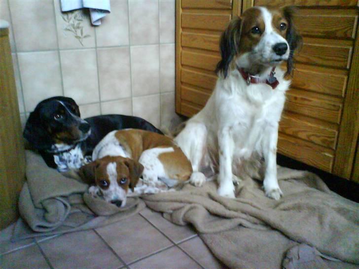 Blanding af racer William - William sammen med hans forældre billede 8