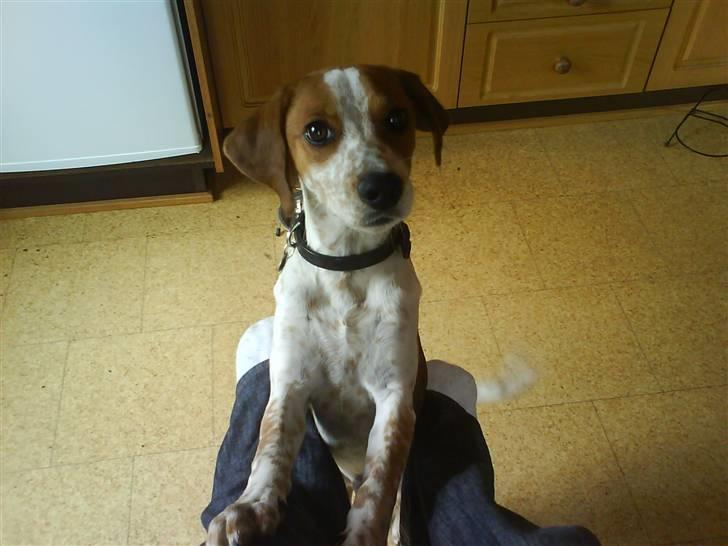 Blanding af racer William billede 9