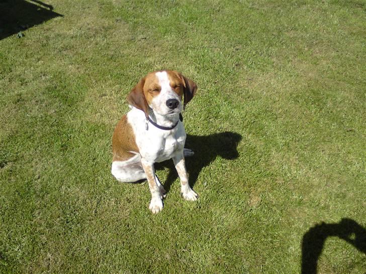 Blanding af racer William - Nyder solen :) billede 10