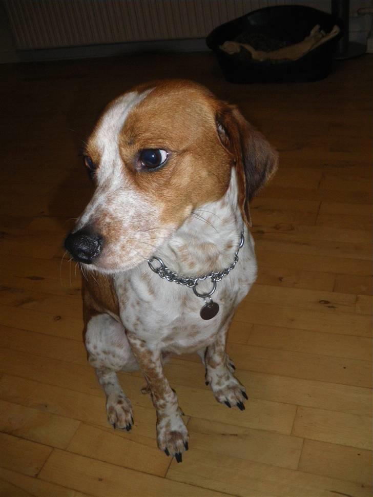 Blanding af racer William billede 11