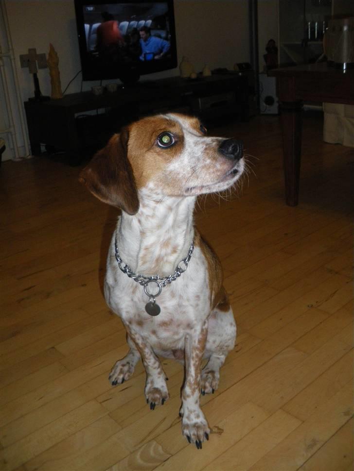 Blanding af racer William billede 12