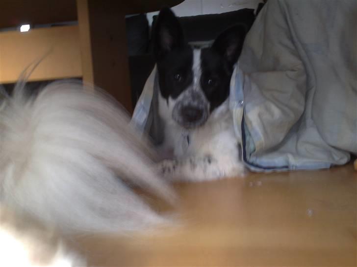 Blanding af racer Kenzo - Kenzo elsker at putte under dyner :) totalt hyggefims :) billede 8