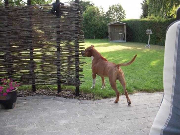 Amerikansk staffordshire terrier Felix billede 19