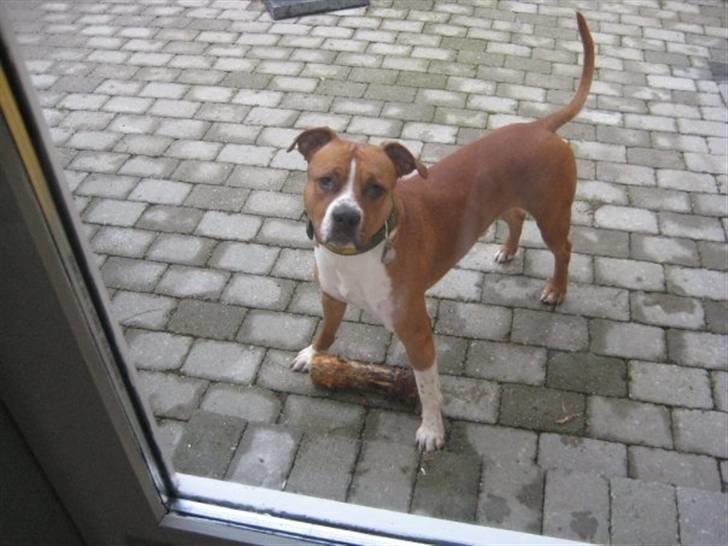 Amerikansk staffordshire terrier Felix billede 20