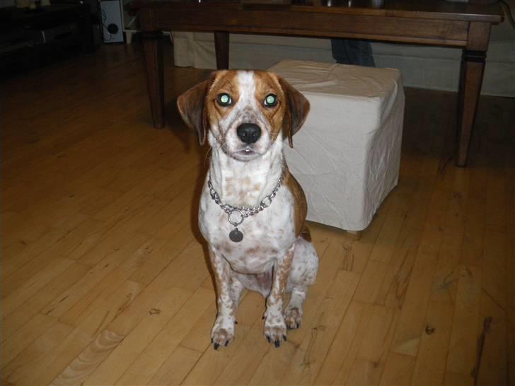 Blanding af racer William billede 13