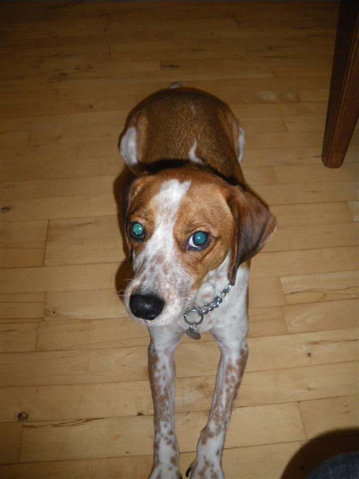 Blanding af racer William billede 14