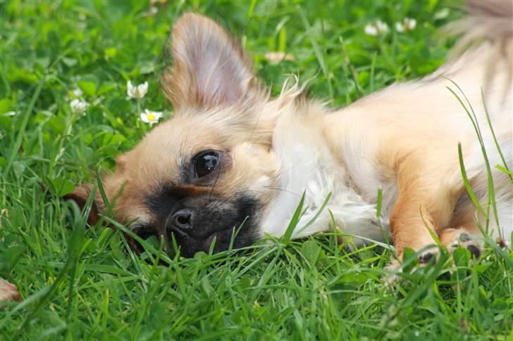 Chihuahua Amy billede 1