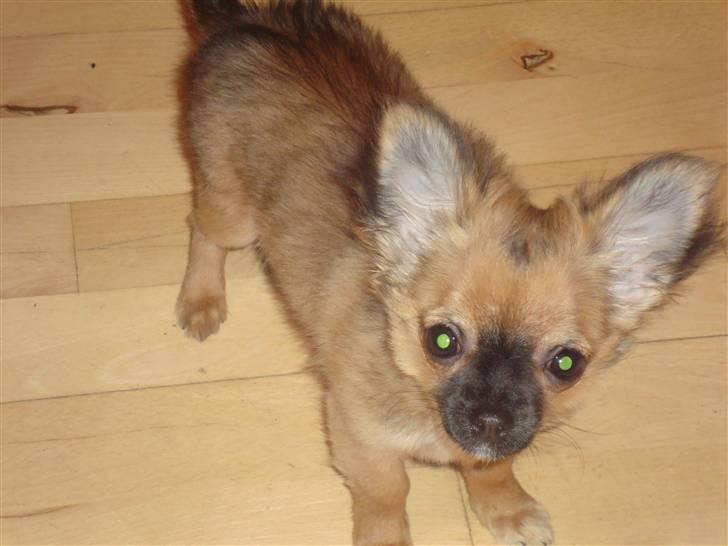 Chihuahua Amy billede 2