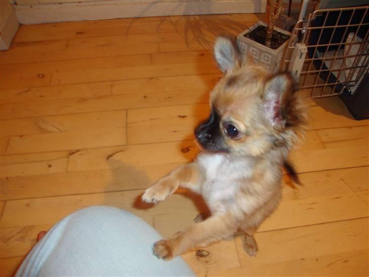 Chihuahua Amy billede 3