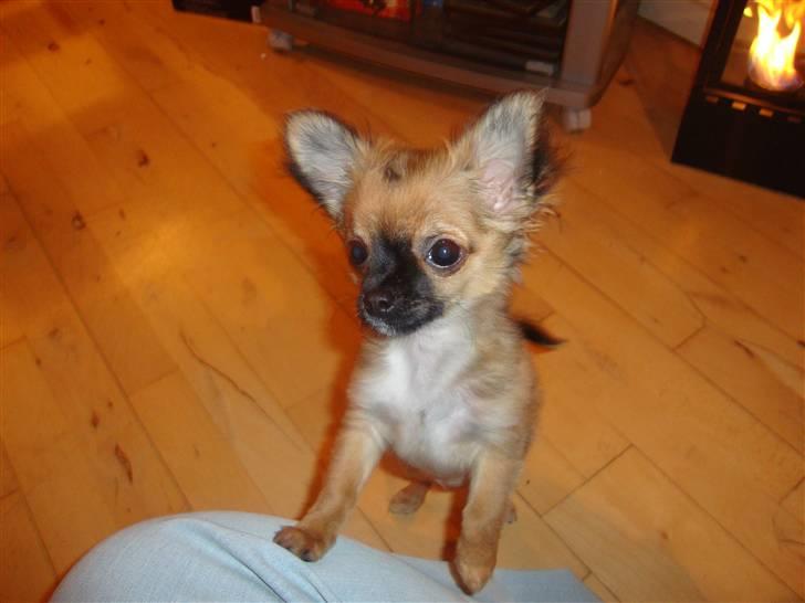 Chihuahua Amy billede 4