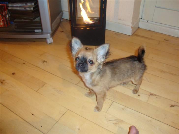 Chihuahua Amy billede 5