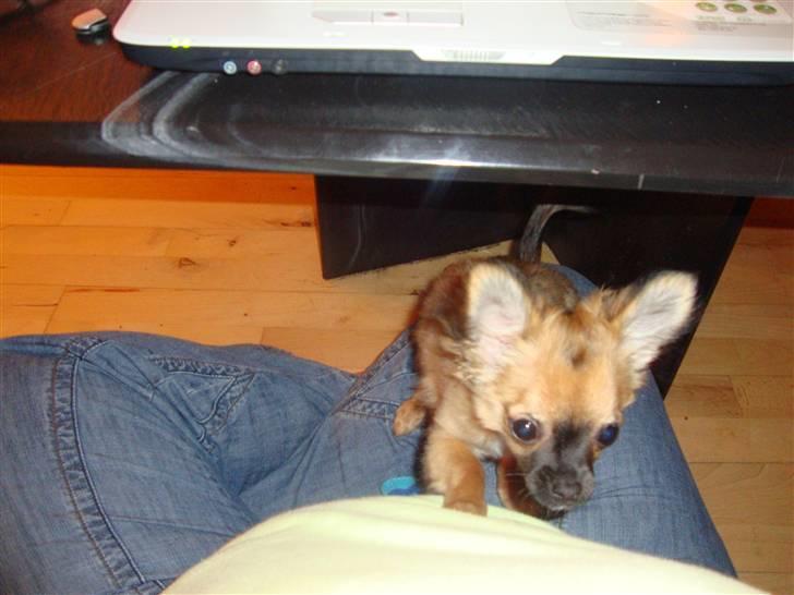 Chihuahua Amy billede 6