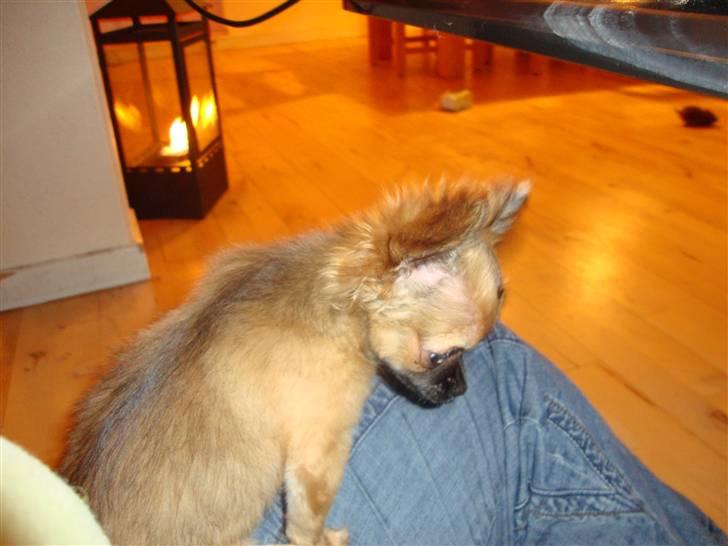 Chihuahua Amy billede 7